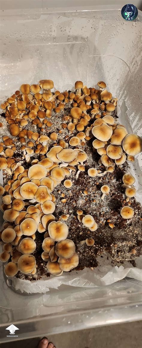 The mycelium will start to form mushrooms. . Golden teacher fruiting humidity